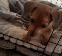 8 wk old Dachshund puppets