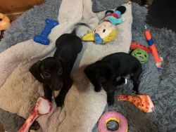 2 Black Dachshund Pups looking for good homes! 1M1 F!