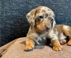 Adorable Miniature Dachshund puppies.