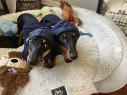 2 black and tan 8 months old dachshunds. Brothers from same litter