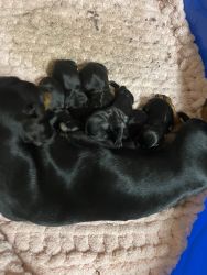 Black and Brown Dachshund Puppies
