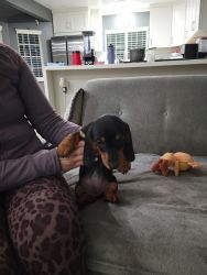 Pure breed Dachsund puppy for sale