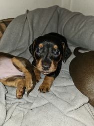 Dachshund looking for forever family