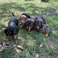 Adorable Dachshund puppies ready to go to forever home now