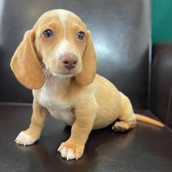 Female Mini Dachshund pup