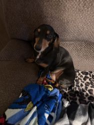 Dachshund 8 yrs old full vaccinated