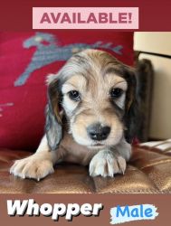 AKC long-haired mini dachshunds
