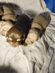 3 lil Male Mini dachshunds