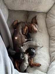 Rehoming mini dachshunds