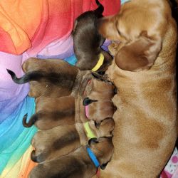 Dachshund Puppies Looking For fur ever home