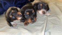 adorable baby dachshunds puppies for sale