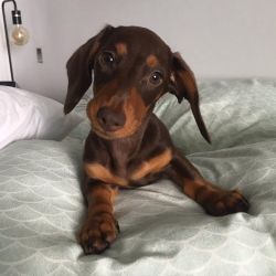 available Dachshund Puppies.
