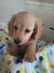 Miniature cream dachshund puppy