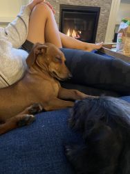 3 yo Dachshund needs a new home by June 1