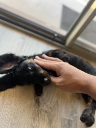 mini dachshund black longhair