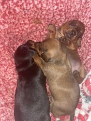 Miniature dachshund puppies ready for new homes after Memorial Day.