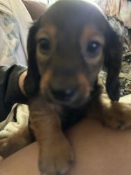Doxies for sale