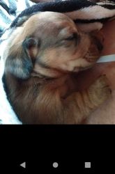 Beautiful mini dachshund puppy.