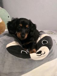 long haired Dachshund puppy for sale