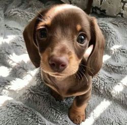 Miniature Dachshunds Short Haired & Long Haired