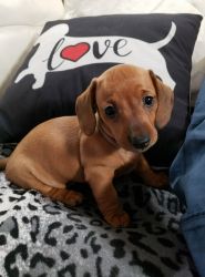 Dachshund Puppies **ALMOST READY TO GO!!!**