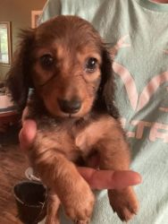 Teacup puppies and miniature dachshund puppies