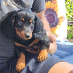 Dachsund puppies going fast! only 3 left..