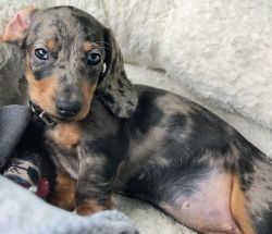 Female Dachshund Puppy Looking For a Pet Loving Home