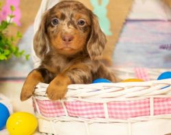 Healthy Well Trianed dachshund puppies For Free Adoption