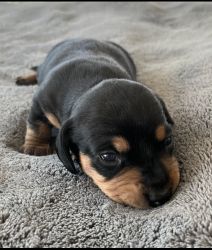 Mini Doxie puppies ❣️