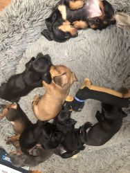 Born May 3. Cute lovable dachshunds, call early for choice 6 males