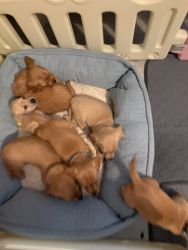 Purebred Dachshunds for sale
