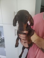 Dachshund Pup for Sale