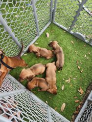 8 wk old Dachshunds