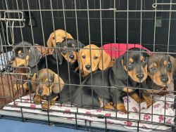 Doxie puppies