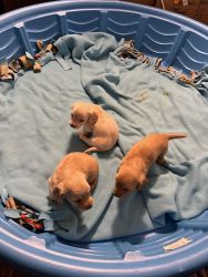 AKC Mini Dachshund long haired puppies for sale