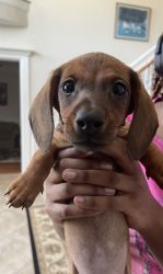 Male Dachshund Pups Looking for Forever Homes