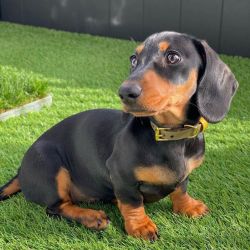 Quality Dachshund Puppies For Sale.