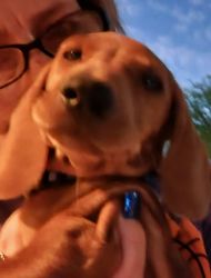Beautiful male Dachshund pup