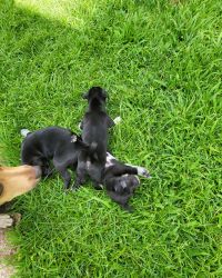 Dachshund/Fox Terrier/ Chihuahua Puppy