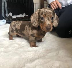 Dachshund puppies male and female