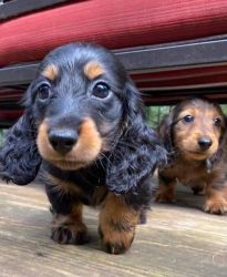 Dachshund mini longhair puppies