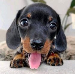 Adorable Male Dachshund Puppy