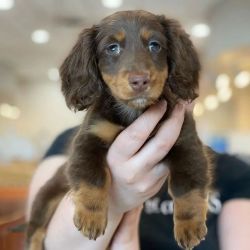 Long Haired Female Miniature Dachshund Puppy