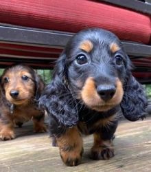 mini longhair dachshund puppies