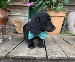 Cute Adorable Dachshund Puppy