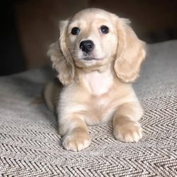 Cute And Adorable Dachshund Puppy