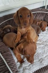 Top quality Dachshund puppies