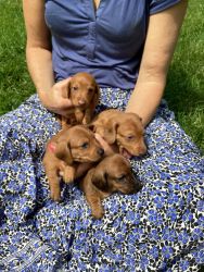 Champion Bloodline Miniature Dachshund Puppies