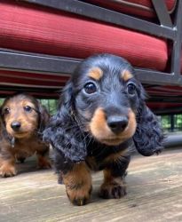 Mini longhair dachshund puppies